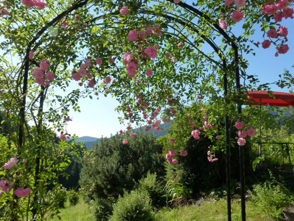 Rosen am Ferienhaus